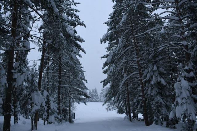 Kafkasör Yaylası'nın kış güzelliği 4