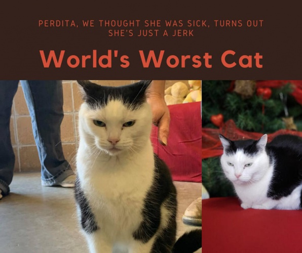 Dünyanın en kötü kedisi... 'Hasta zannettik, pisliğin teki çıktı' 5