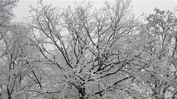 Trabzon'da kar yağışı devam ediyor 11