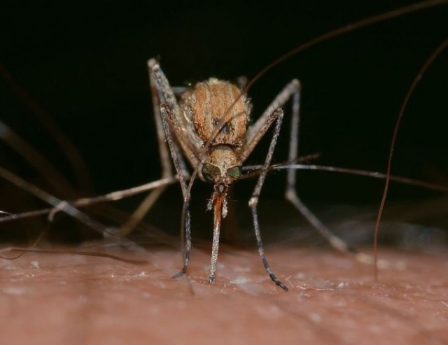 Sivrisineklerden koronavirüs bulaşır mı? 5