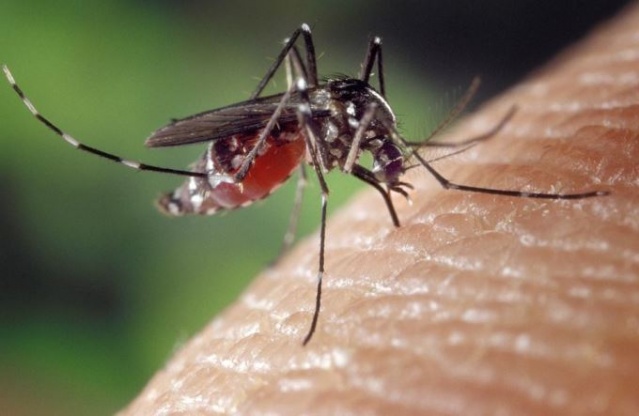 Sivrisineklerden koronavirüs bulaşır mı? 2