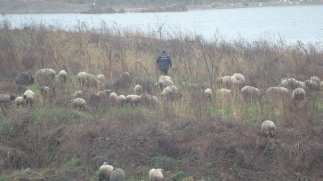 Trabzon'da sahil koyunlara kaldı 5