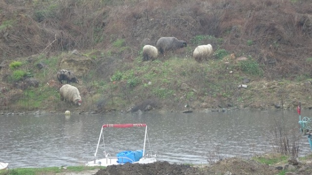 Trabzon'da sahil koyunlara kaldı 6