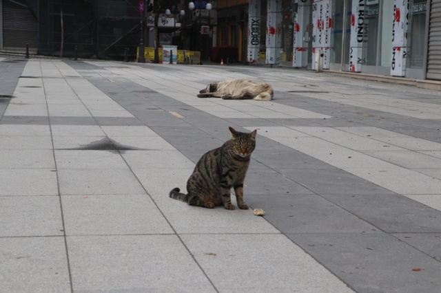 Kısıtlamanın 2.gününde Trabzon'da sokaklar boş kaldı 3