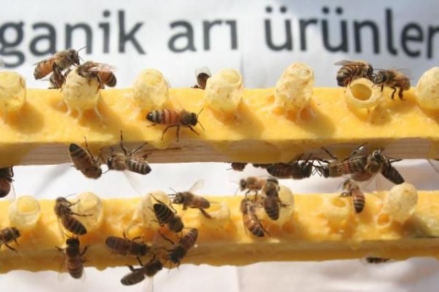 Kilosu 16 bin TL olan arı sütüne koronavirüs ilgisi 6