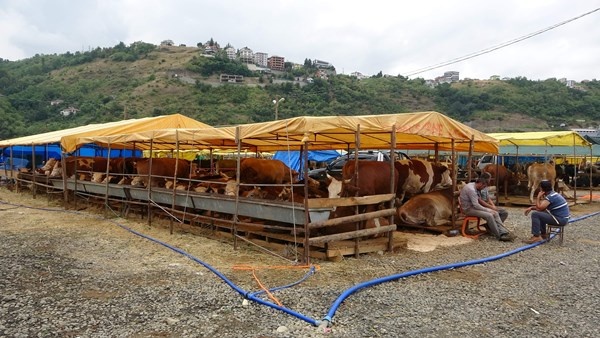 Trabzon'da kurban pazarının gözdesi! Tam Bir Ton100 Kilo 9