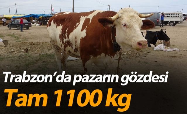 Trabzon'da kurban pazarının gözdesi! Tam Bir Ton100 Kilo 1
