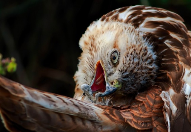 Fotoğraf tutkunu cumhuriyet savcısı 358’inci kuş türünü belgeledi 9