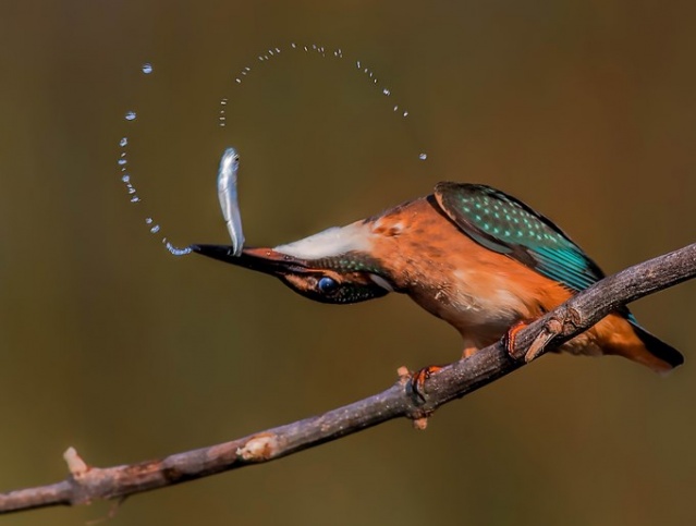 Fotoğraf tutkunu cumhuriyet savcısı 358’inci kuş türünü belgeledi 7