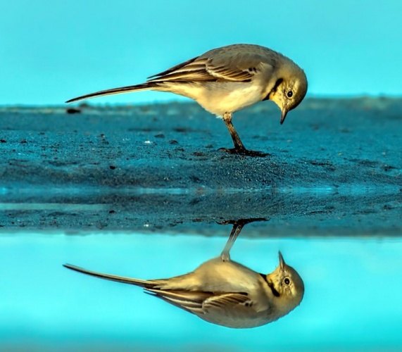 Fotoğraf tutkunu cumhuriyet savcısı 358’inci kuş türünü belgeledi 8
