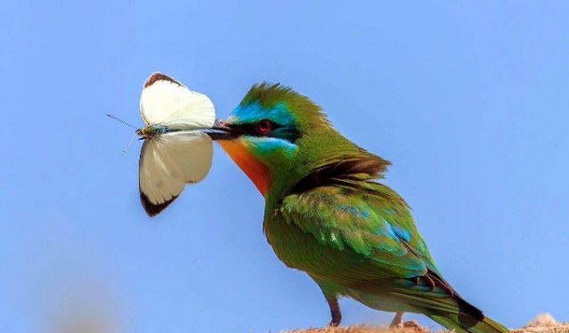 Fotoğraf tutkunu cumhuriyet savcısı 358’inci kuş türünü belgeledi 3