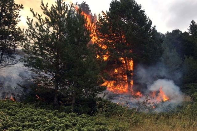 Doğu Karadeniz'de orman yangını 4