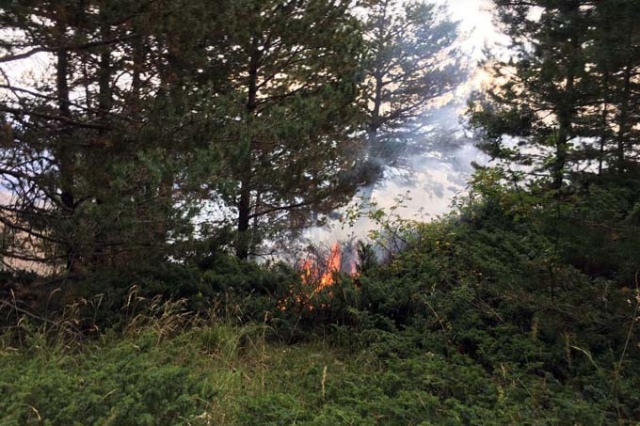 Doğu Karadeniz'de orman yangını 7