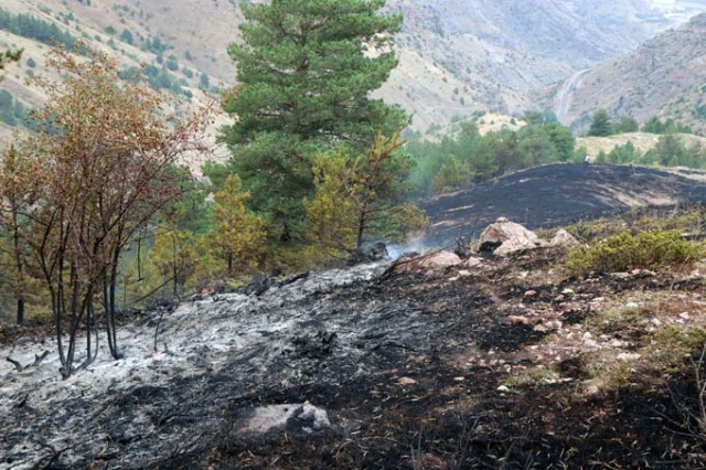 Doğu Karadeniz'de orman yangını 11