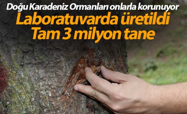 Doğu Karadeniz Ormanları yaklaşık 3 milyon 'terminatör böcek'le korunuyor 1