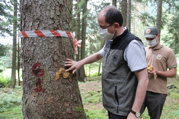 Doğu Karadeniz Ormanları yaklaşık 3 milyon 'terminatör böcek'le korunuyor 8