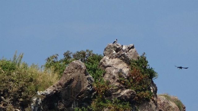 Kuş cenneti: “Hoynat Adası” 2
