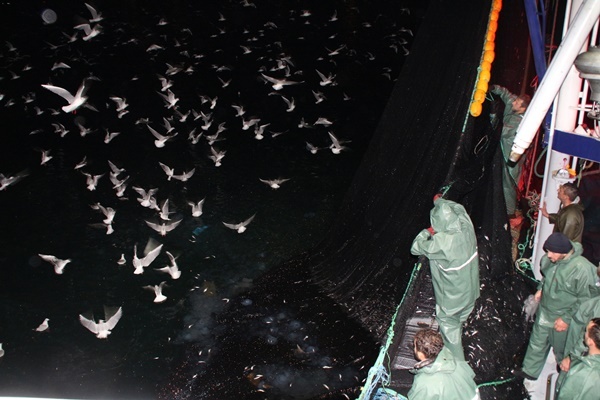 Karadeniz’de balıkçıların zorlu balık avı mesaisi 2