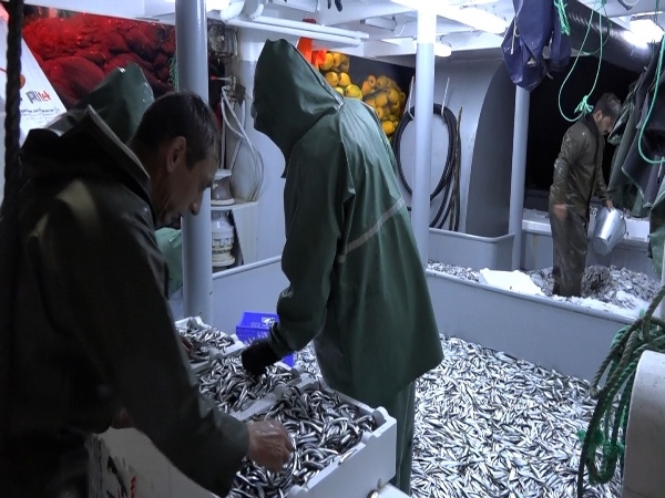 Karadeniz’de balıkçıların zorlu balık avı mesaisi 14