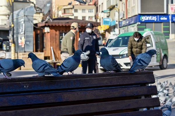 Gümüşhane'de aç kalan güvercinlerin imdadına polisler yetişti 13