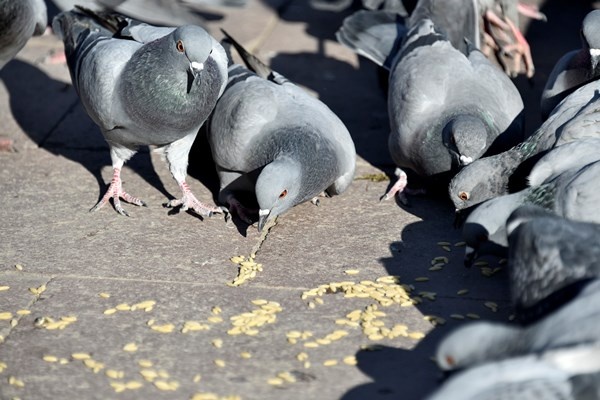 Gümüşhane'de aç kalan güvercinlerin imdadına polisler yetişti 4