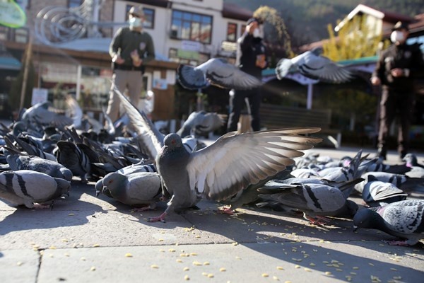 Gümüşhane'de aç kalan güvercinlerin imdadına polisler yetişti 12
