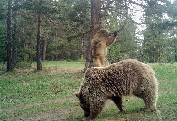 Doğu Karadeniz'de ayılar evleri talan etti 12