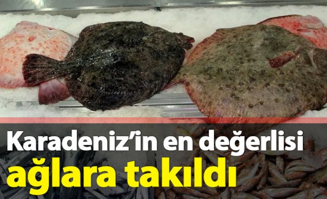 Karadeniz'in en değerli balığı ağlara takıldı 1