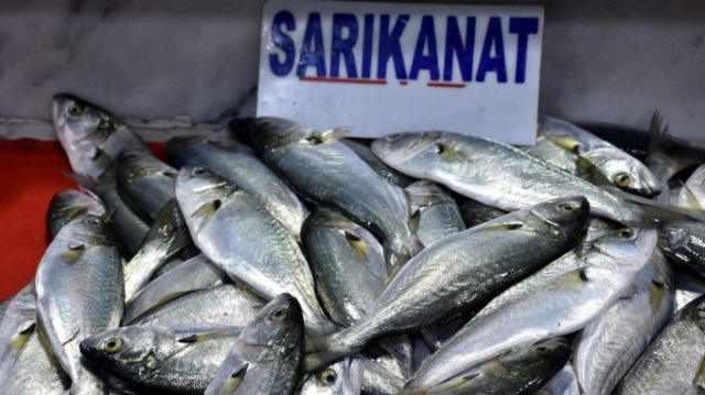 Karadeniz'in en değerli balığı ağlara takıldı 5