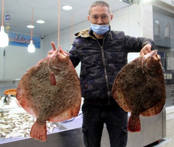 Karadeniz'in en değerli balığı ağlara takıldı 3