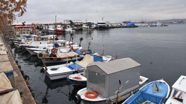 Karadeniz'in en değerli balığı ağlara takıldı 11