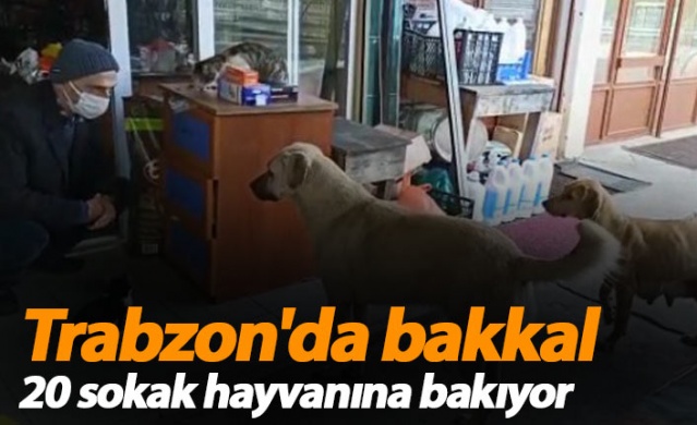 Trabzon'da bakkal 20 sokak hayvanına bakıyor 1