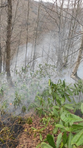 Doğu Karadeniz'de 4 ilde 23 noktada orman yangını 11