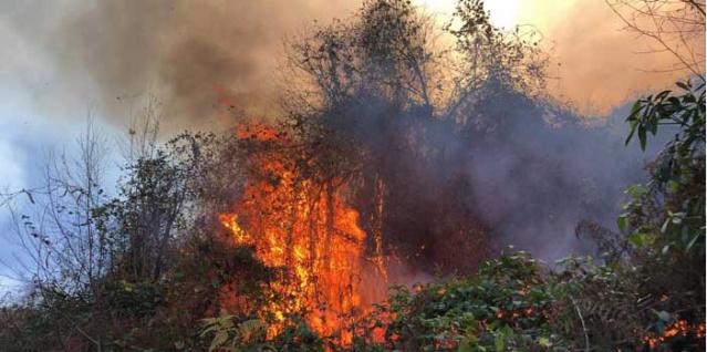 Doğu Karadeniz'de 4 ilde 23 noktada orman yangını 9
