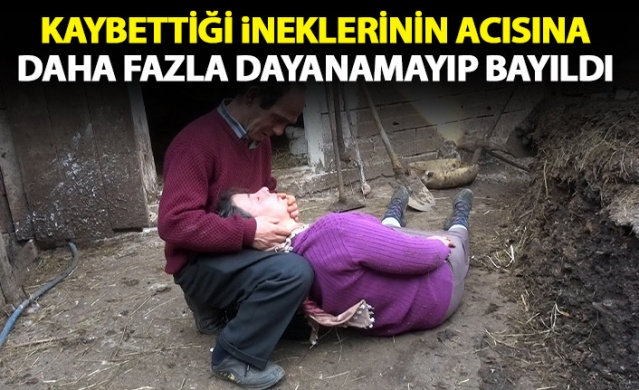 Trabzon'da ölen inekleri için gözyaşı döken kadın bayıldı 1