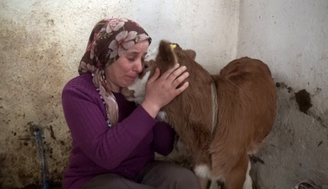 Trabzon'da ölen inekleri için gözyaşı döken kadın bayıldı 8
