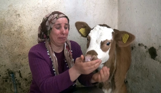 Trabzon'da ölen inekleri için gözyaşı döken kadın bayıldı 11