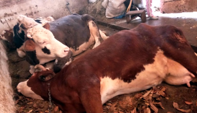 Trabzon'da ölen inekleri için gözyaşı döken kadın bayıldı 7