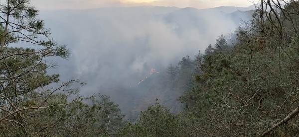 Trabzon'da 2 ilçede orman yangını 10