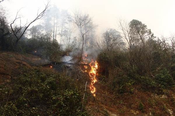 Trabzon'da 2 ilçede orman yangını 9