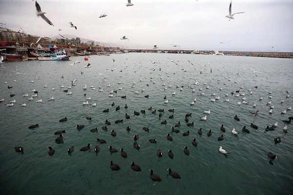 Trabzon'da balıkçılara rüzgar engeli 2