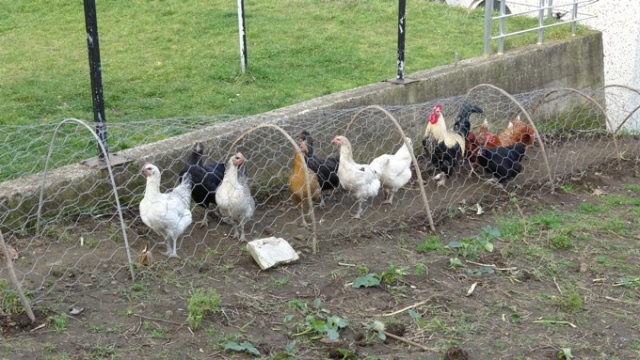 Komşular arası tavuk kavgasına tünelli çözüm 3