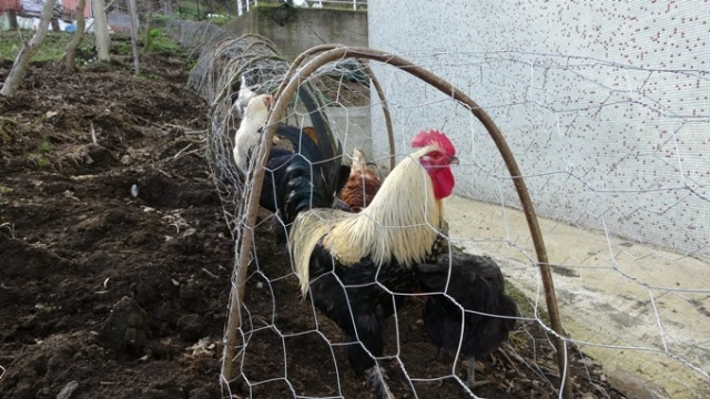 Komşular arası tavuk kavgasına tünelli çözüm 2