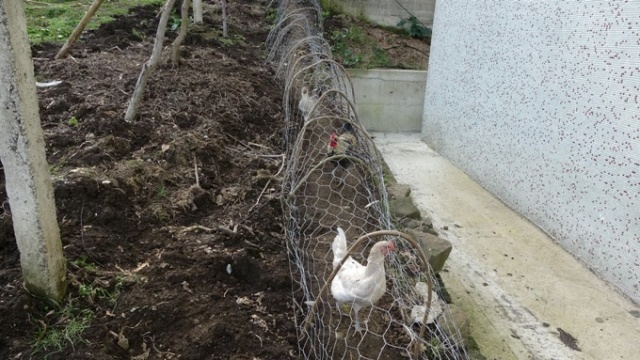 Komşular arası tavuk kavgasına tünelli çözüm 9