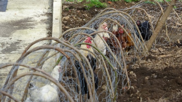 Komşular arası tavuk kavgasına tünelli çözüm 11
