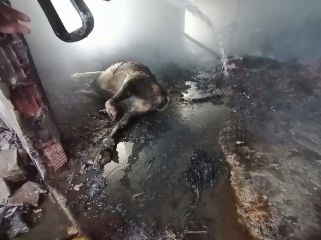 Trabzon'da ev yangınında hayvanlar telef oldu, 3 araç yandı 5