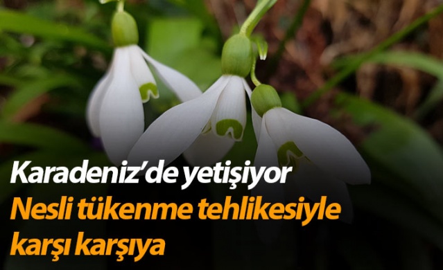 Karadeniz’de yetişen kardelen çiçeğinin nesli tükenme tehlikesiyle karşı karşıya 1
