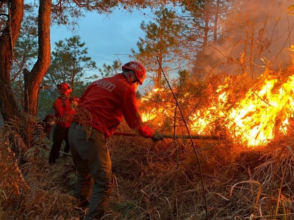 Doğu Karadeniz'de orman yangınları neden çıkıyor? 2