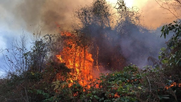 Doğu Karadeniz'de orman yangınları neden çıkıyor? 3