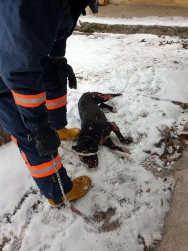 Gümüşhane’de yanan barakada alevlerin arasına girip köpeği kurtardı 15